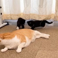 上半身だけあげて横になる猫と猫の尻尾に集まる2匹の子猫