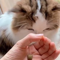 おやつを見つめる猫