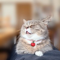 寝ている猫