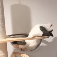 キャットタワーのボウルのふちに肘をかけて寝転がる猫