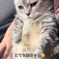 抱っこされる猫