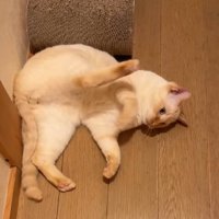 寝転がってお腹を見せている猫