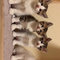 向かって右端の目を瞑ってあくびをしている子猫と3匹の子猫