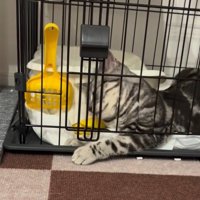 扉を噛む猫