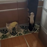飼い主の足にしがみついている子猫のそばで立っている母猫