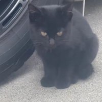 ひとりぼっちの子猫