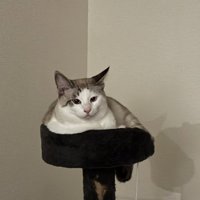 キャットタワーに座る猫