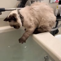 湯船に左前足をつけているシャム系猫