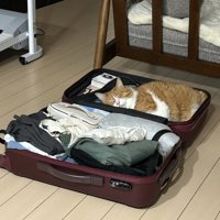 スーツケースの空いたスペースに寝転がる茶白猫