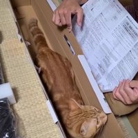 空き箱に入った猫