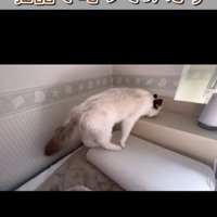 距離を取る猫