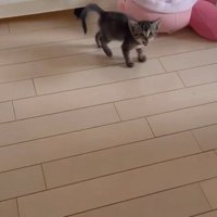 鳴く子猫