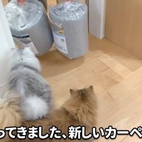 猫と新品