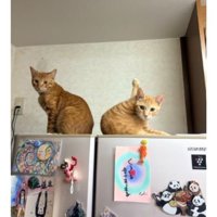 椅子の上の猫