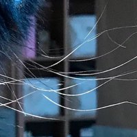 エキゾチックショートヘアーの顔の前に伸びているヒゲ