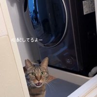 お風呂場を覗き込んでいる猫
