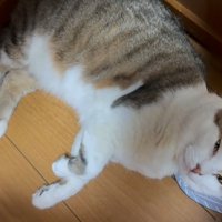 スリッパを枕に寝る猫