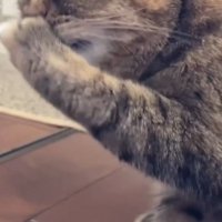口を手で覆う猫4