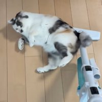 掃除機に背中をこすりつける三毛猫
