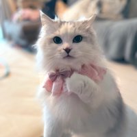 誕生日を迎えたサイベリアンの猫