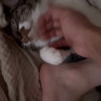 顎を撫でてもらう猫