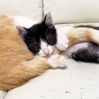 再度寝るロアちゃん