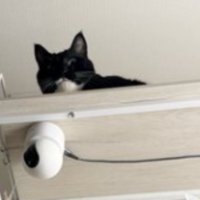 高いところにいる猫
