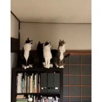 室内にいる猫たち