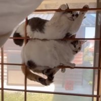 2匹で重なり合う猫たち