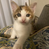 カメラ目線の子猫