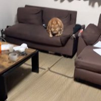 ソファの上に座る猫