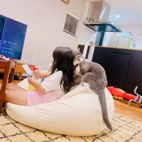 娘さんに甘えるブリティッシュショートヘア