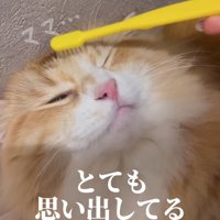 ひっくり返って寝ながら飼い主に頬を撫でられている猫