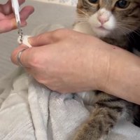 爪を切られている猫