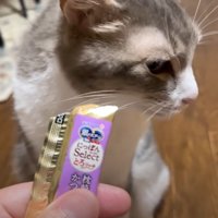 おやつから顔を背ける猫