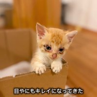 箱から顔を出す子猫