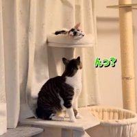 ベッドにいるしぐれちゃんを見つめるそぼろくん