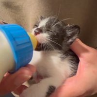 目を閉じる子猫