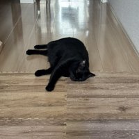 行き倒れている黒猫