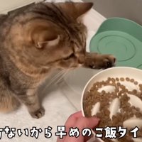 ご飯をもらう