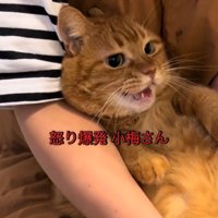 抱っこされて怒る猫