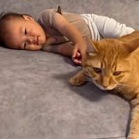 赤ちゃんと一緒に寝ている猫
