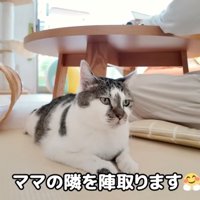 女性の隣に座っている猫