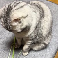 やや左前足を上げながら猫じゃらしを見ている猫
