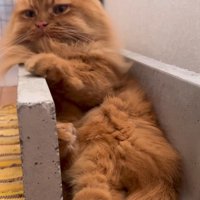 溝に座る猫