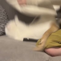 クッションに当たってひっくり返る保護猫
