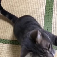 お手をしている左前足が見切れた猫