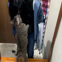 鼻を寄せる猫