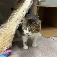 顔を出す猫