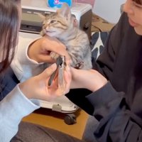 くたっと力が抜ける子猫